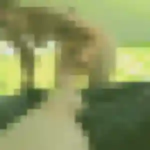 Photo de Feriel à Bersac-sur-Rivalier (43 ans) - beurette discret