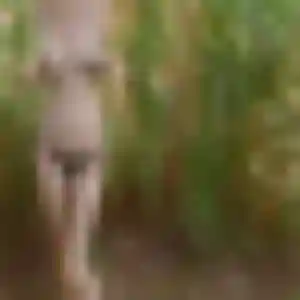 Dalila de Boiscommun, 42 ans - beurette discret