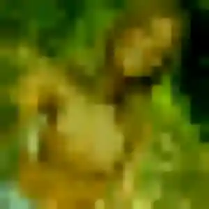 Photo de Yara à La Verrière (30 ans) - beurette sans inscription