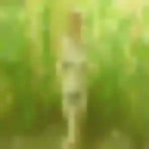Sexy Rokia, 40 ans à Mtsamboro - la contacter