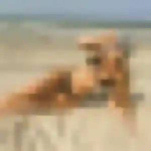 Sirine, 37 ans, disponible à Piblange pour une rencontre coquine