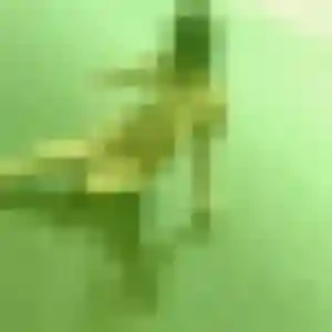 Safia, 31 ans, dispo pour beurette à Plomodiern