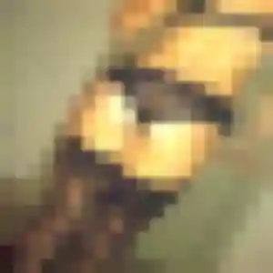 Ahlam, 32 ans, disponible à Saint-Amans-des-Cots pour une rencontre coquine