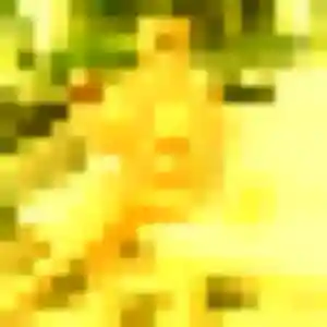 Photo exclusive de Naya, 36 ans à Saint-Genès-Champanelle - rencontre sans lendemain