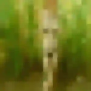 Photo privée de Souad, 25 ans à Stosswihr - plan discret