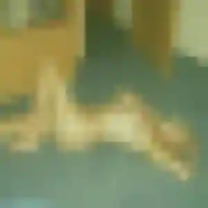 Photo perso de Djamila, 25 ans à Trémolat - rencontre coquine