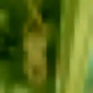 Photo de Amina à Triel-sur-Seine (37 ans) - beurette gratuit